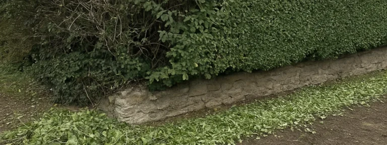 Taille de haie dense le long d’un mur de jardin - Elagage Cherbourg